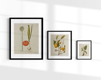 Vintage Botany Art Set of 3 | Printable Gallery Wall Decor | Antique Garden Paintings | Downloadable Digital Prints