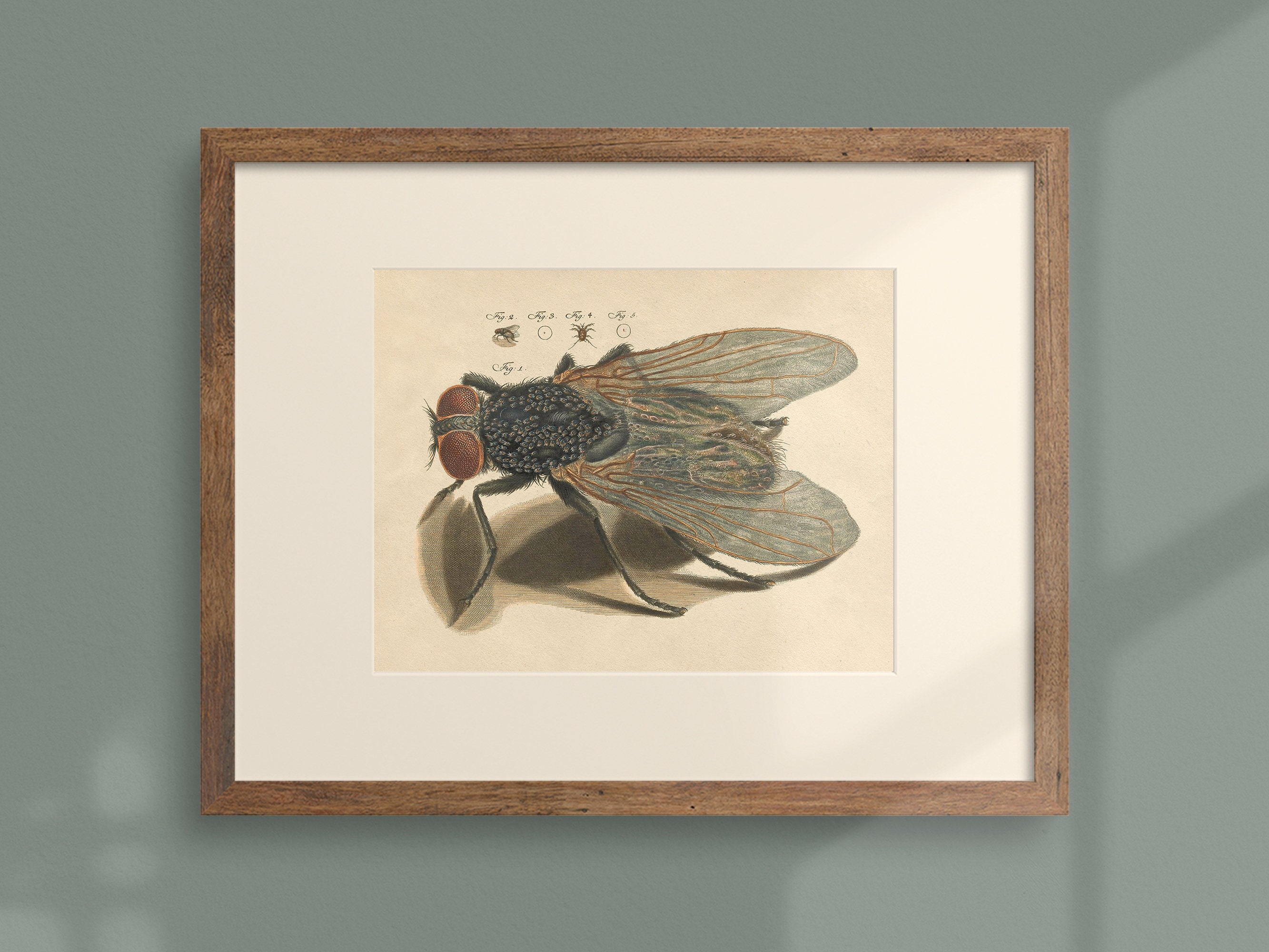 Dark Academia Insect Print Rare Vintage Printable Horizontal Wall Art ...