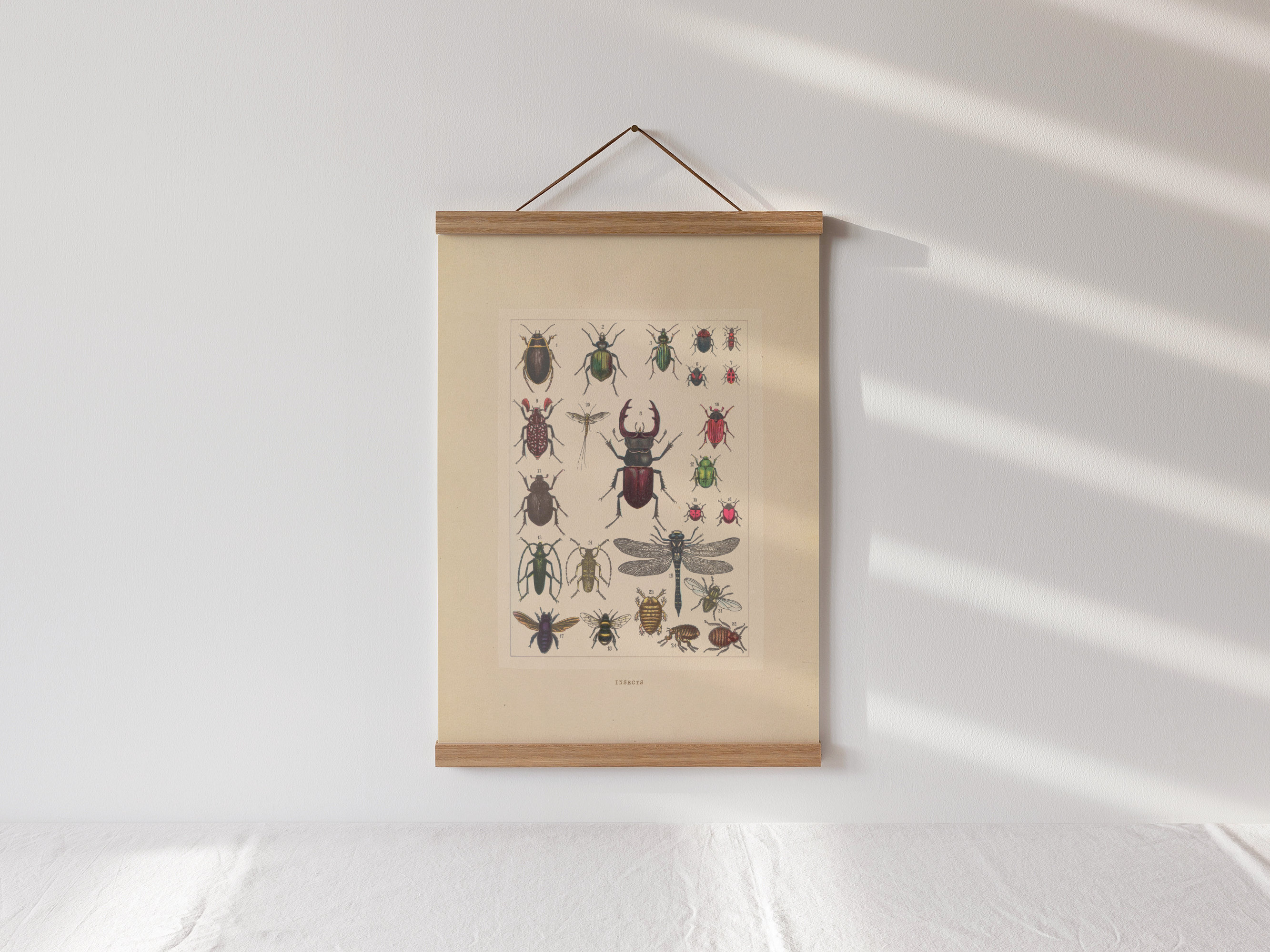 Vintage Insect Specimens Poster Printable Wall Art Nature Poster Print ...