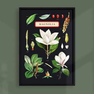 Vintage Magnolia educatieve grafiek | Afdrukbare muurkunst | Downloadbare afdruk | Donker Academia-decor | Humeurige zwarte kunst