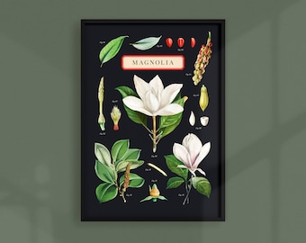 Vintage Magnolia Educational Chart | Printable Wall Art | Downloadable Print | Dark Academia Decor | Moody Black Art