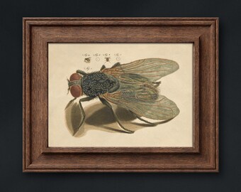 Dark Academia Insect Print Rare Vintage Printable Horizontal Wall Art Downloadable Digital Fly Poster Maximalist Gallery Wall Gothic Decor