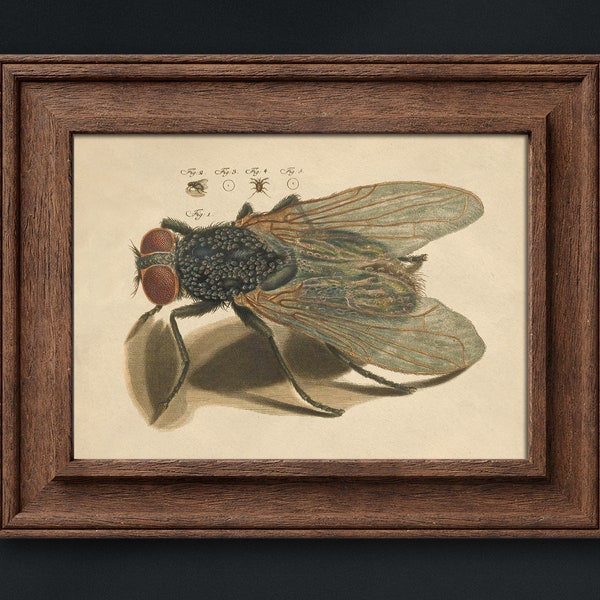 Dark Academia Insect Print Rare Vintage Printable Horizontal Wall Art Downloadable Digital Fly Poster Maximalist Gallery Wall Gothic Decor