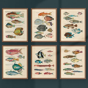 Tropical Fish Gallery Wall Set of 6 Vintage Printable Posters Instant Download Dark Academia and Tropical Wall Decor Antique Gallery Wall