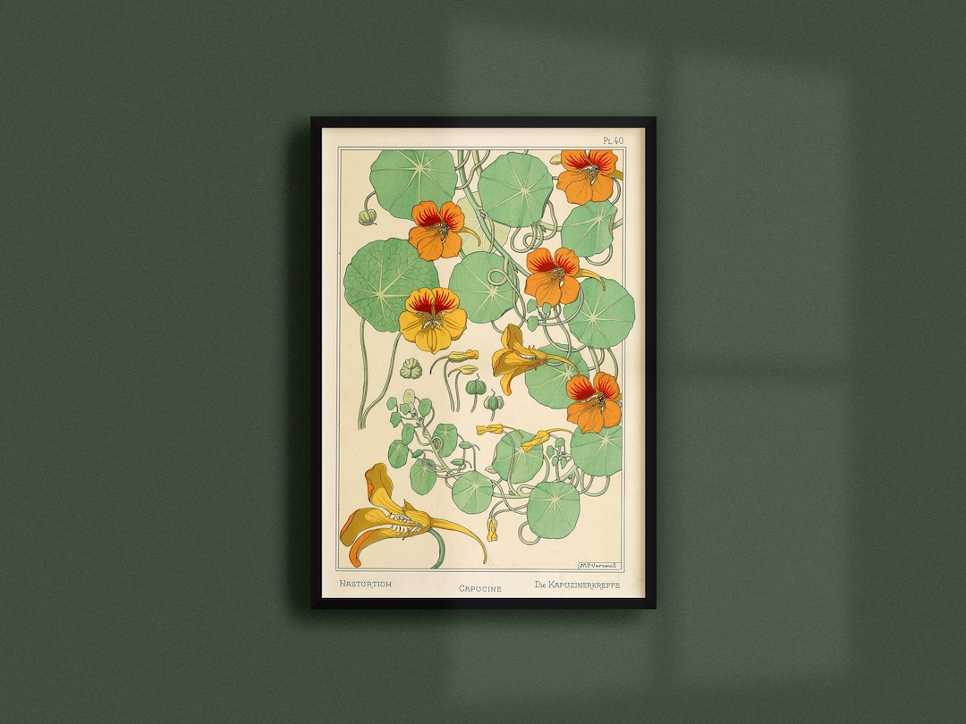 Chen Lin Canvas Print - Nasturtium Flower Antique Lithograph Poster, 12x18 Inch, Unframed Wall Art - View #7