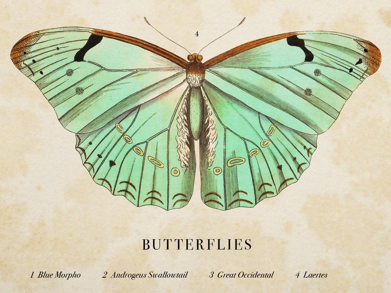 Antique Butterfly and Moth Prints Set of 2 Vintage Printable Wall Art