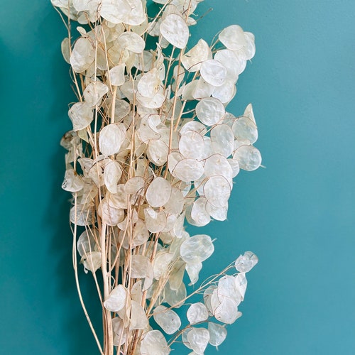 Dried Lunaria XL - Natural  Bunch, 70 cm