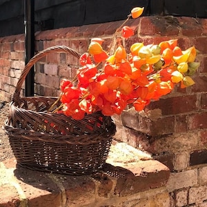 Dried Physalis Stems | Natural Chinese Lantern Flowers, 70cm, Boho Autumn Decor UK