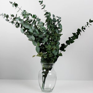 Preserved Eucalyptus - Cinerea Green/ Grey Bunch, 60 cm,150g