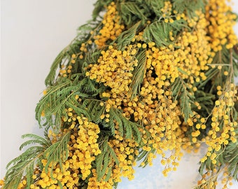 Dried Mimosa XL - Natural Yellow Bunch, 60 cm, 200 grams