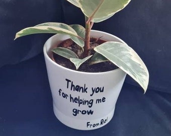 12cm -Thank you for helping me grow planter -  With free baby spider plant! -Thank you Teachers gift - thank you gift- grandma- grandad gift