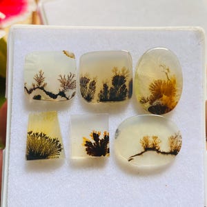 May include: Six polished dendritic agate gemstones arranged on a white foam display pad. The stones feature translucent off-white bases with distinct dark brown and black fern-like inclusions in various shapes including squares, ovals, and a trapezoid.