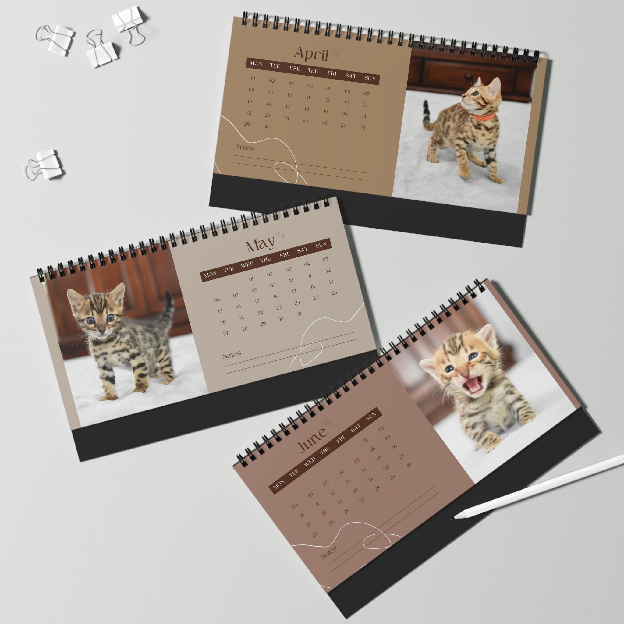 Discover 2024 Bengal Kitten Desk Calendar