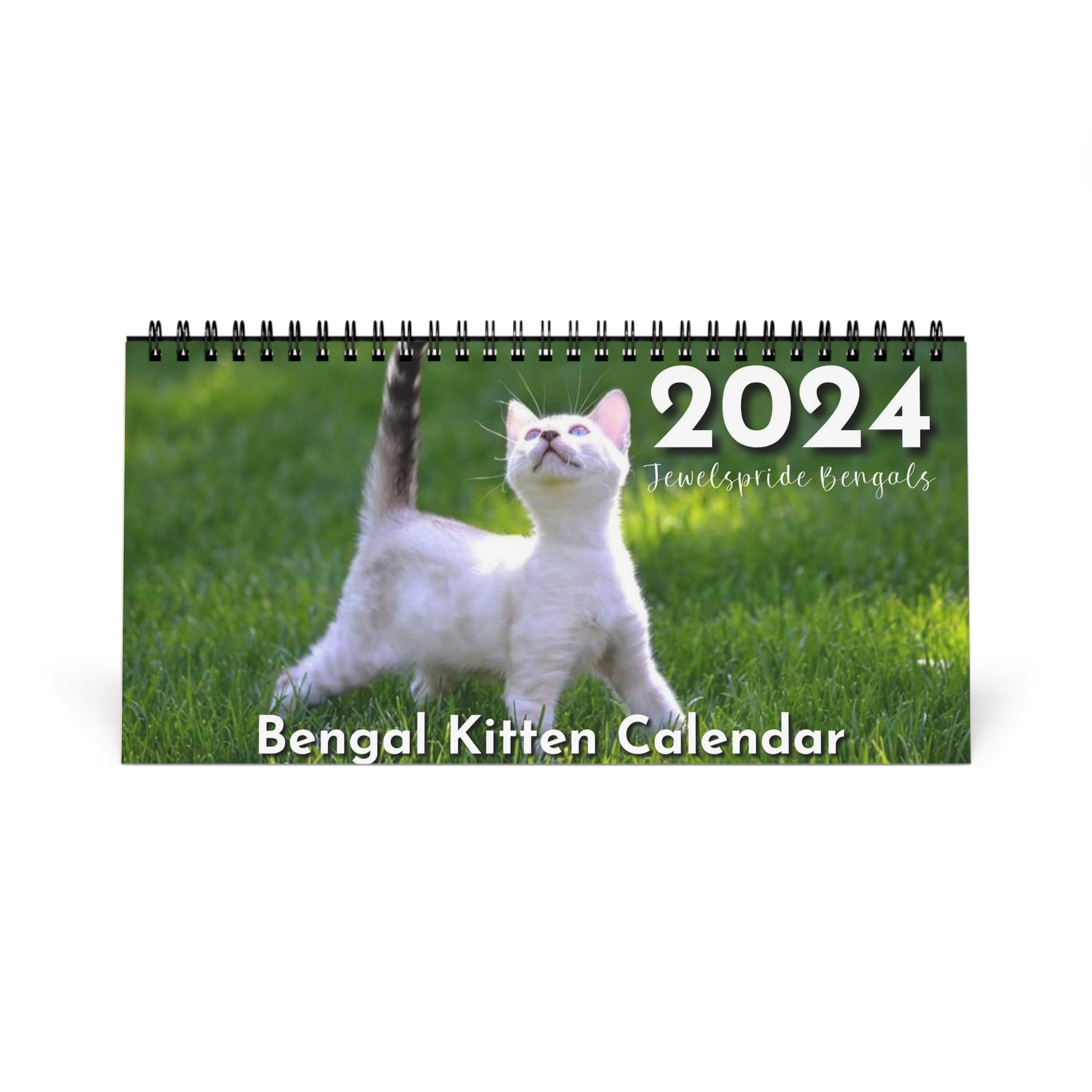 Discover 2024 Bengal Kitten Desk Calendar