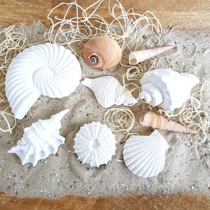 Könnte beinhalten: Eine Sammlung weißer Muscheln in verschiedenen Formen und Größen, darunter eine Nautilus-Schale, eine Venusmuschel und ein Seeigel. Die Muscheln sind auf einem Bett aus weißem Sand mit einigen braunen Holzspänen angeordnet.