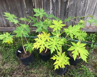 26-30" Tall Papaya Plant