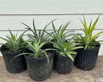 1 8"-12" Pineapple Plant