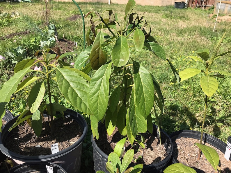 5 Different Hass Avocado Height Categories more Information and Heights Listed in Description Etsy