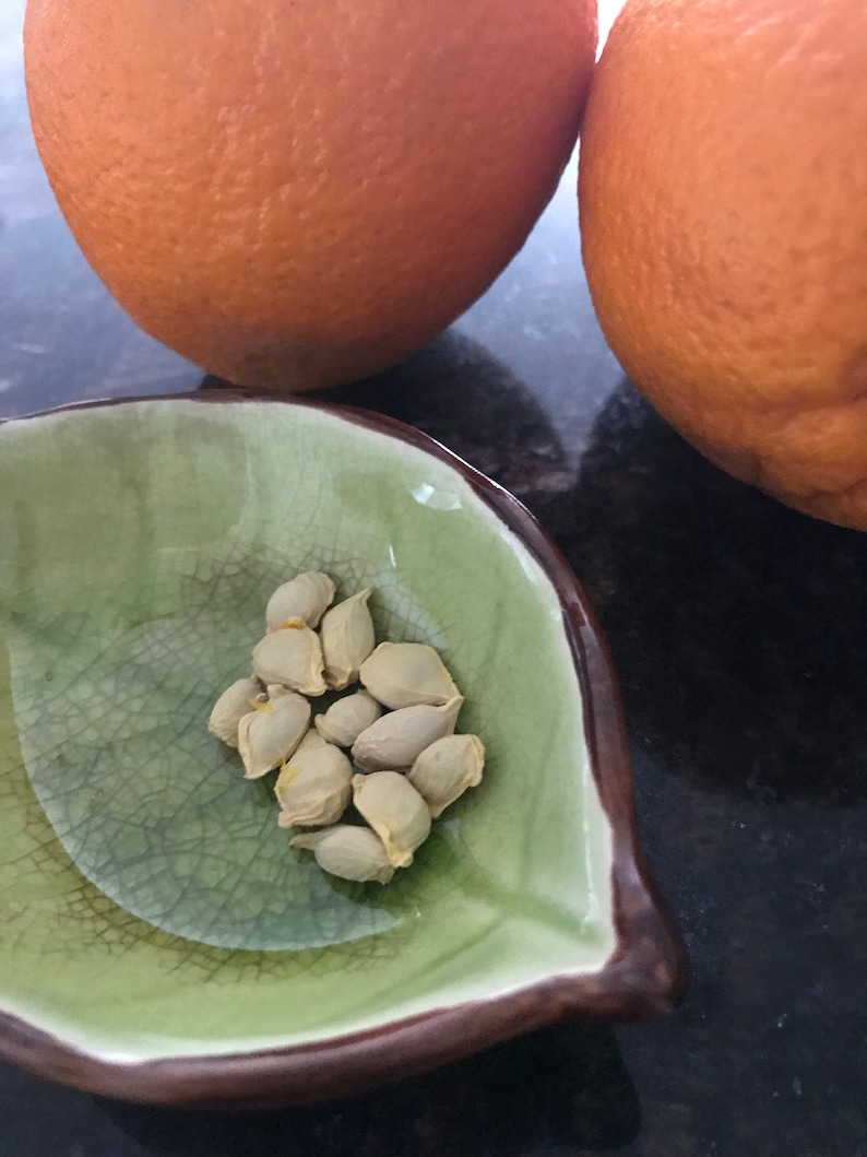 12 Navel Orange Seeds Etsy