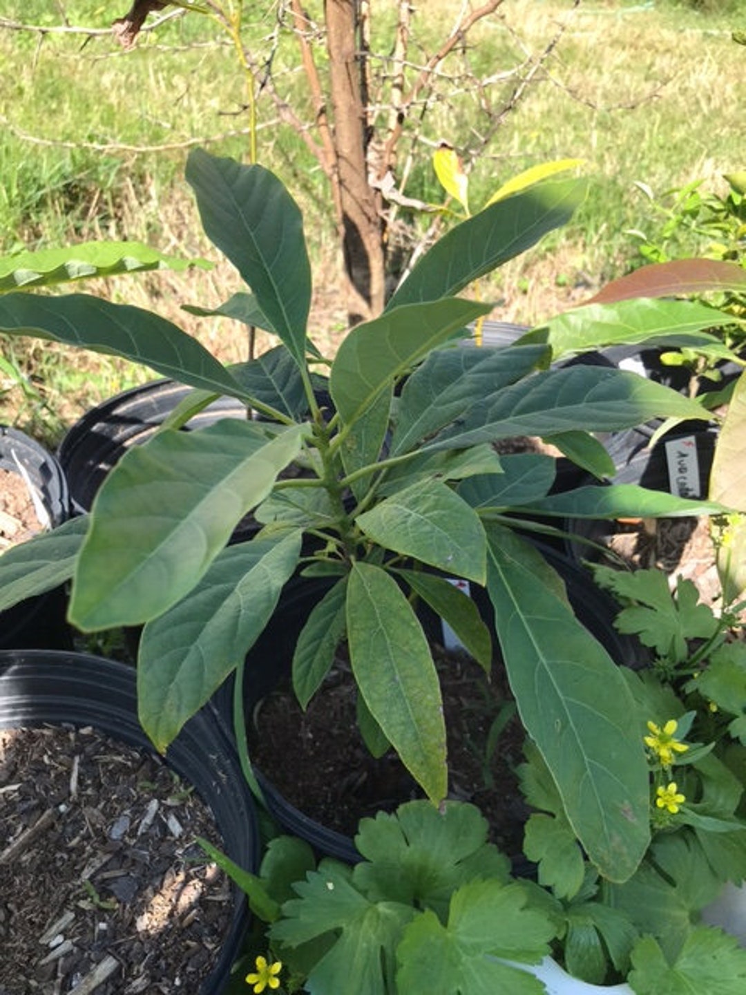 5 Different Hass Avocado Height Categories more Information and Heights Listed in Description Etsy