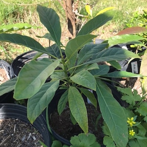 5 Different Hass Avocado Height Categories (More Information and Heights Listed in Description)
