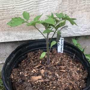 1 Beefsteak Tomato Seedling 4-6&quot; Tall