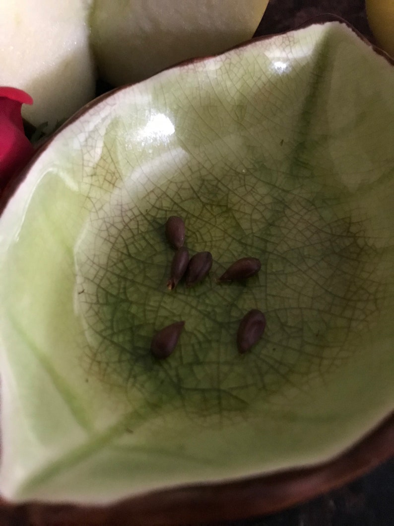 6 Fuji Apple Tree Seeds Etsy