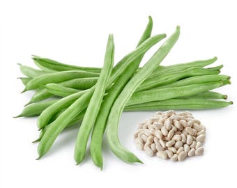 10 Blue Lake Bush Bean Seeds