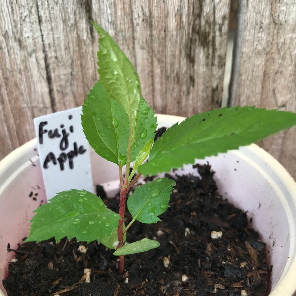 1 Fuji Apple Tree Seedling