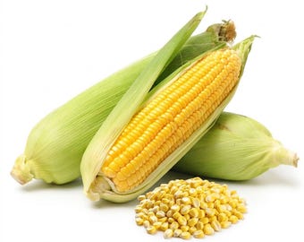 105 Sweet Corn Seeds