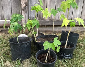 1 Papaya Tree Sapling 10-20” Tall