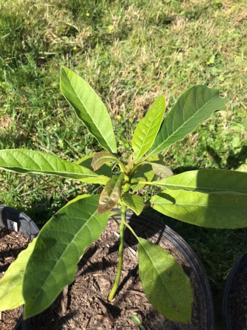 5 Different Hass Avocado Height Categories more Information and Heights Listed in Description Etsy