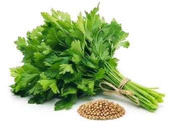 70 Cilantro Seeds