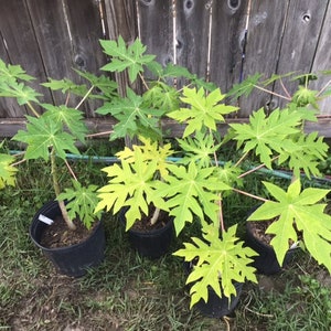 26-30&quot; Tall Papaya Plant