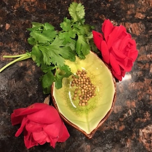 70 Slow Bolt Cilantro Seeds