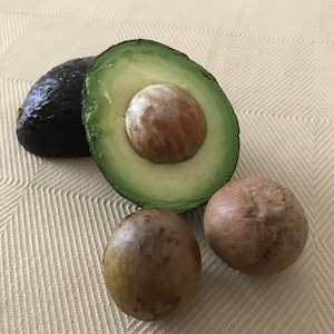 3,6, or 9 Hass Avocado Tree Seeds