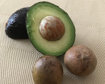 3 Hass Avocado Tree Seeds