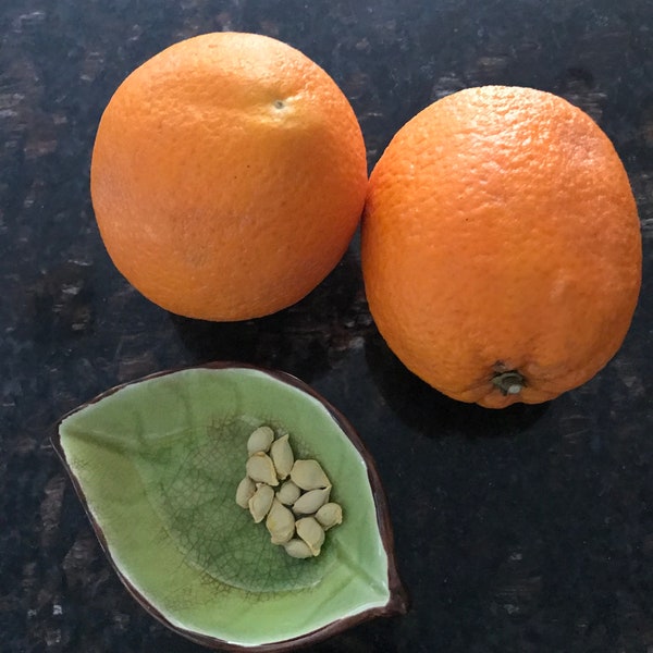 Navel Orange Seed Etsy