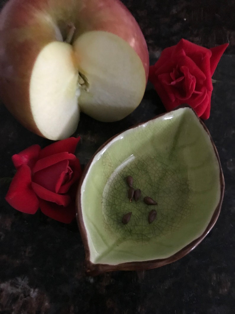 6 Fuji Apple Tree Seeds Etsy