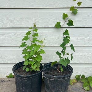 1 15&quot;-25&quot; Grape Muscadine Plant