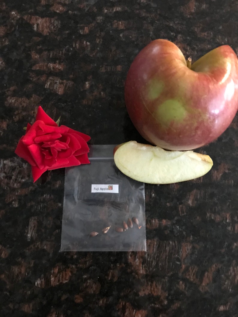 6 Fuji Apple Tree Seeds Etsy