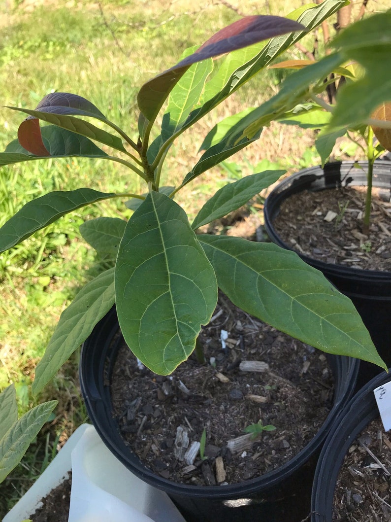 5 Different Hass Avocado Height Categories more Information and Heights Listed in Description Etsy