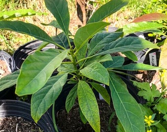 5 Different Hass Avocado Height Categories (More Information and Heights Listed in Description)