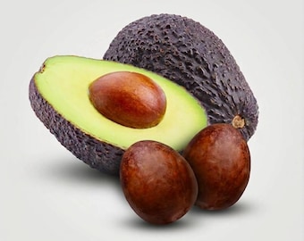 3, 6 or 9  Hass Avocado Seeds