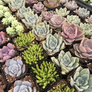 2&quot; - 16 Pack - Assorted Succulent Favors Collection - Wedding, Party Favors, Bridal Shower, Baby Shower, Arrangements; 4+ Varieties!