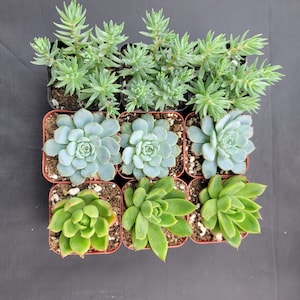 2&quot; - 9 Pack - Assorted Succulent Favors Collection - Wedding, Party Favors, Bridal Shower, Baby Shower, Arrangements; 3+ Varieties!