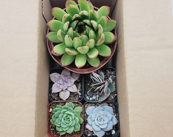 Mystery Box - Randomly Picked Unique Succulents; 4 - 10 Plants Per Box