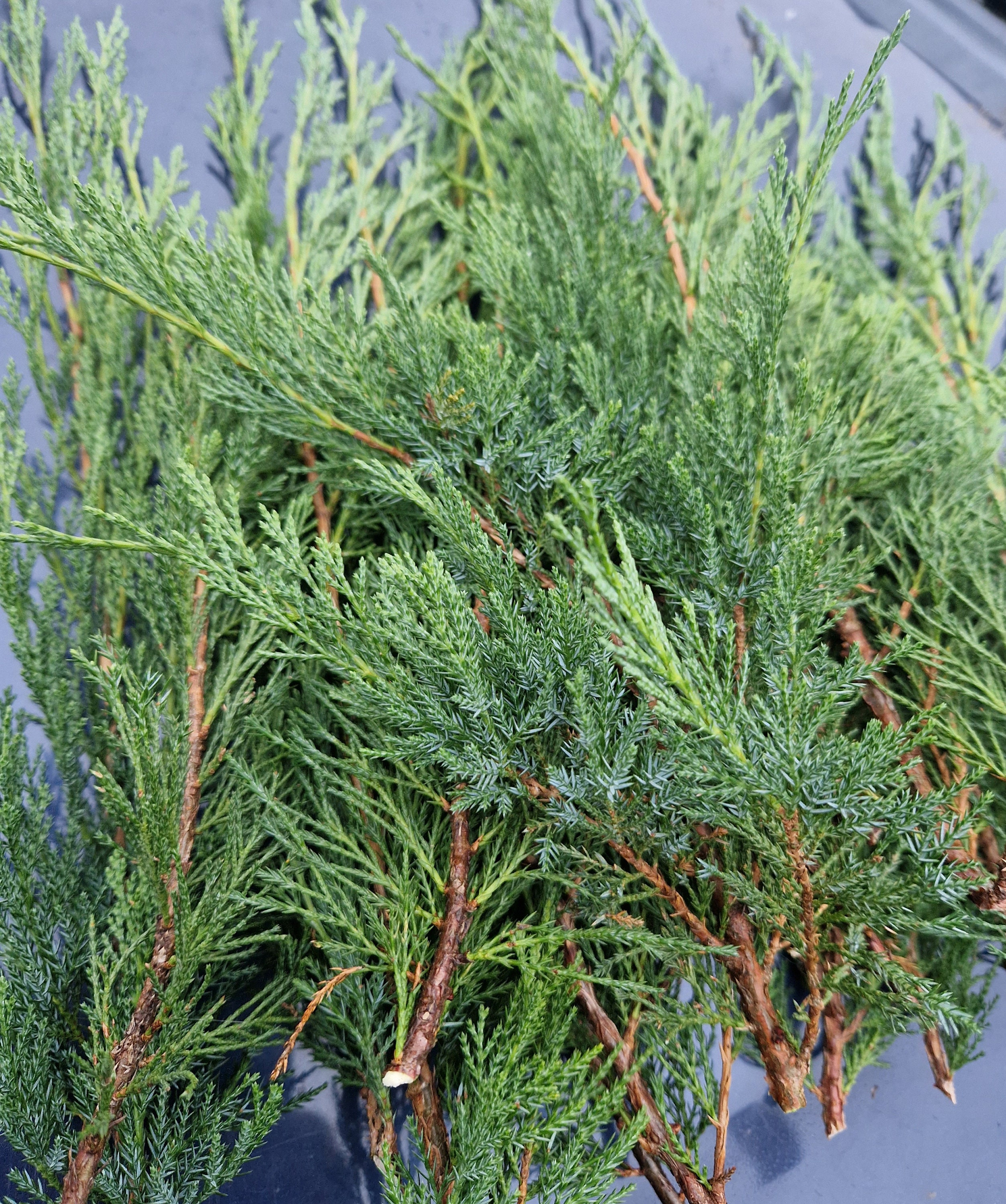 Set of 20 Fresh Cut Junipers Branches Evergreen Junipers Bunch