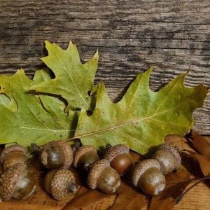50 Natural oak acorns real oak acorns with caps decoration ornaments for craft wedding decor wooden thematic jewelry resin