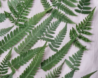 Real pressed fern leaves natural ferns dried pressed fern green leaf dried fern small leaves 50 pcs